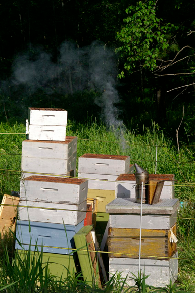 WHPA Summer Meeting with Minnesota Beekeepers July 11-13, 2024 at DoubleTree Hilton in St. Paul, MN